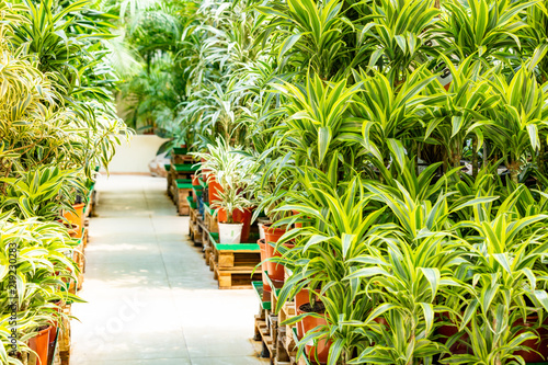 Inside of Large Green House with Tropical Exotic Plants