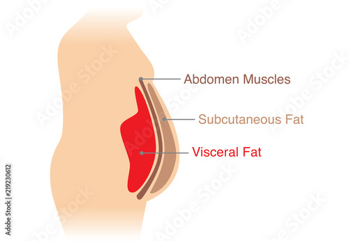 Location of Visceral fat stored within the abdominal cavity. Illustration about medical diagram.