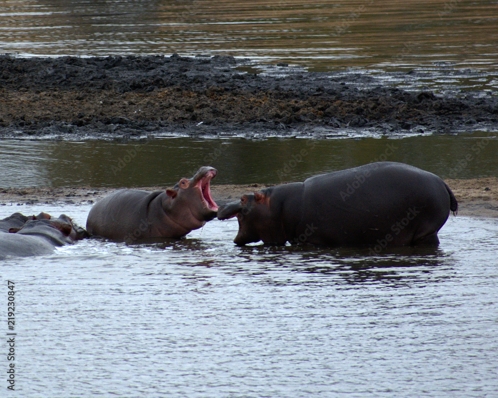Baby Hippos Playing, Kruger