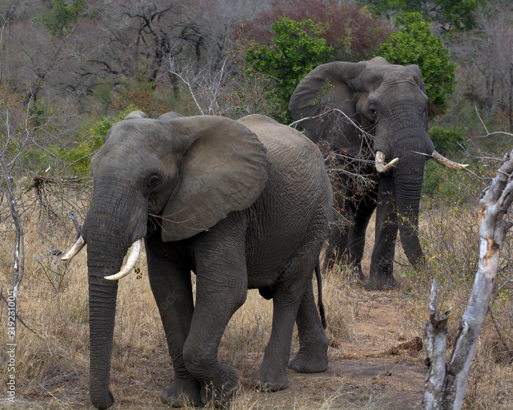 Fototapeta premium Elephants, Kruger