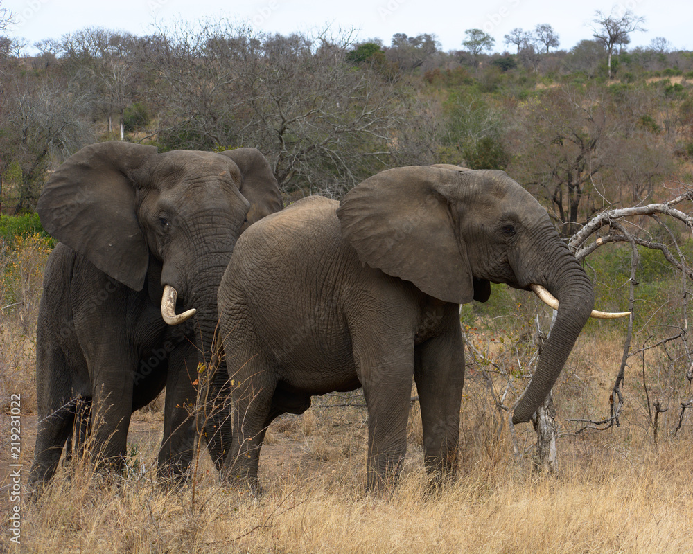 Fototapeta premium Para słoni, Kruger
