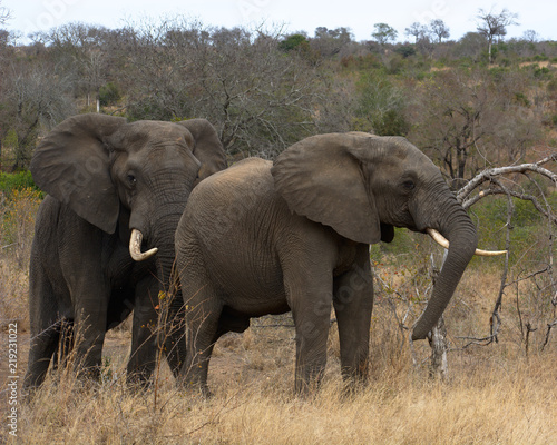Elephant Couple, Kruger