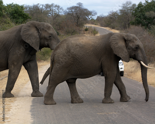 Elephants crossing road