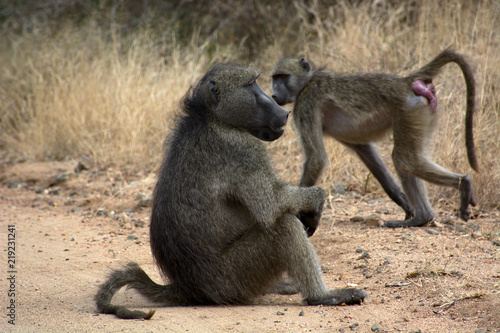 Baboon Couple