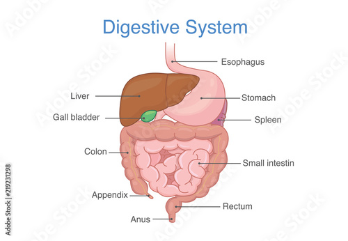 Human Intestines Anatomy and description for diagram. Illustration about medical and health.