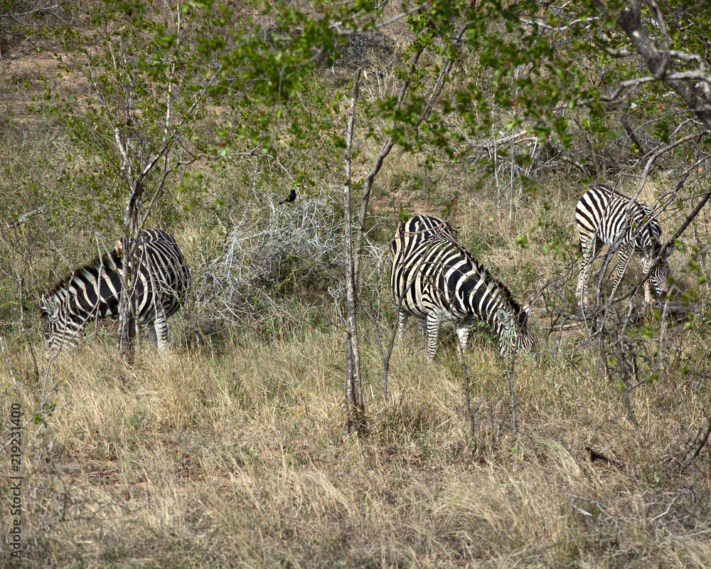 Obraz premium Zebra in Kruger South Africa