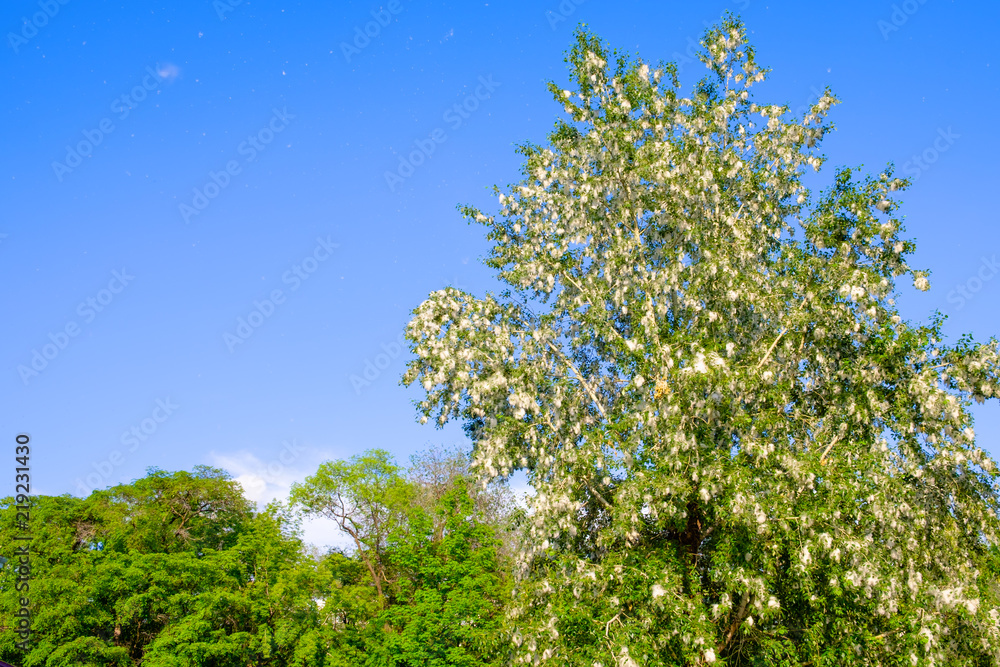 Poplar tree covered by white fluff Poplar tree covered by white fluff