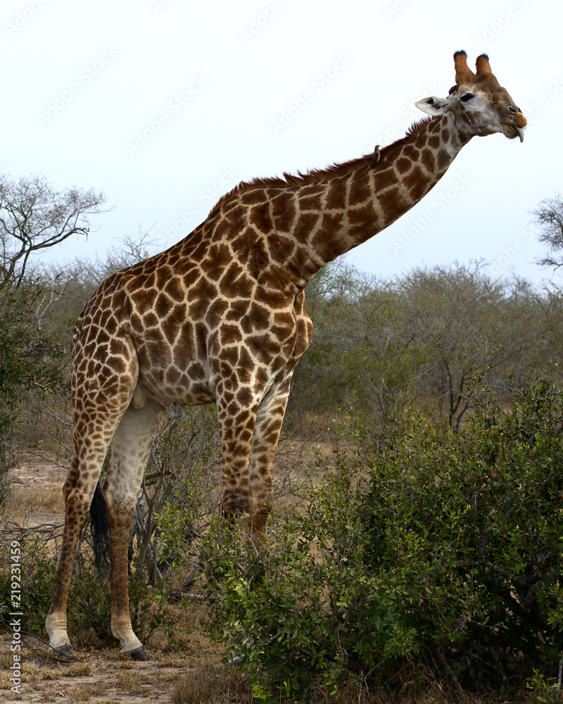 Obraz premium Giraffe sticking out tongue