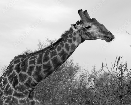 Photography Giraffe with bird on neck