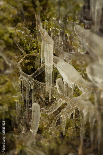 Frozen moss photo