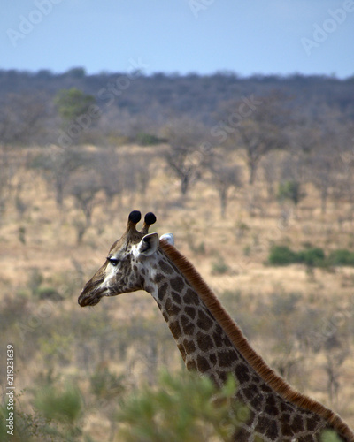 Photography Giraffe in Kruger