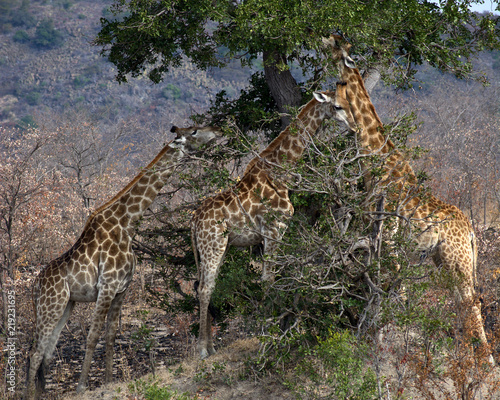 Giraffes feeding from a tree