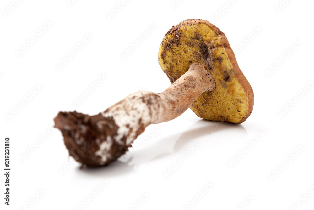 Mushroom boletus on white background Mushroom boletus on white background