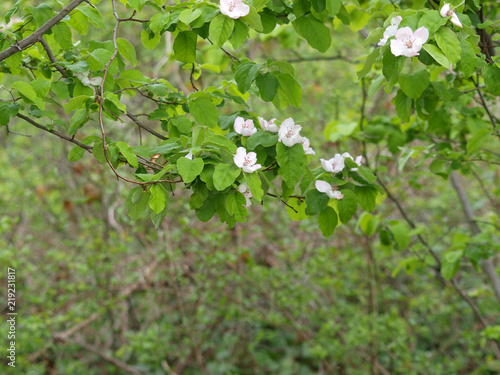 Fotografi Cydonia oblonga. Cognassier en fleurs