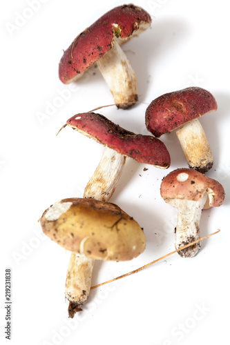 Group of mushrooms russula on white background