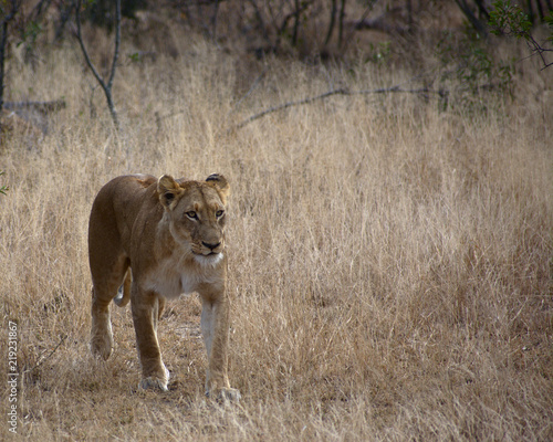Lionness in Kruger South Africa