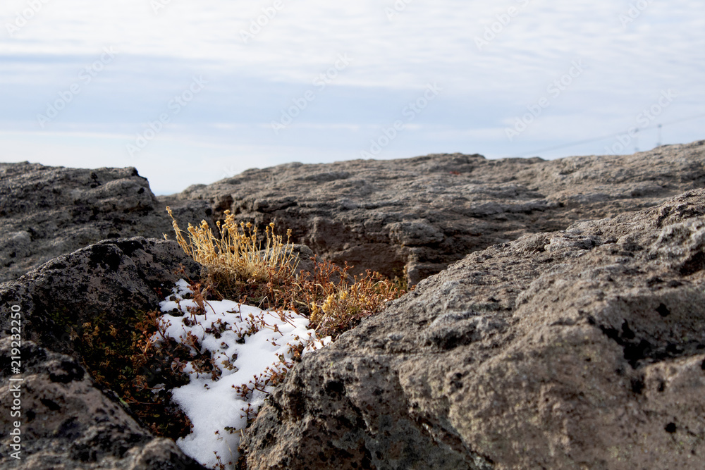 Alpine plants nestled in rocks and snow