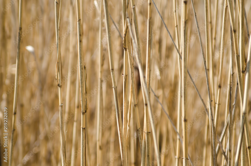 cane cane