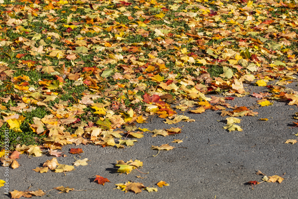 The colorful autumn leaves dropped to the ground in Finland. The colorful autumn leaves dropped to the ground in Finland.