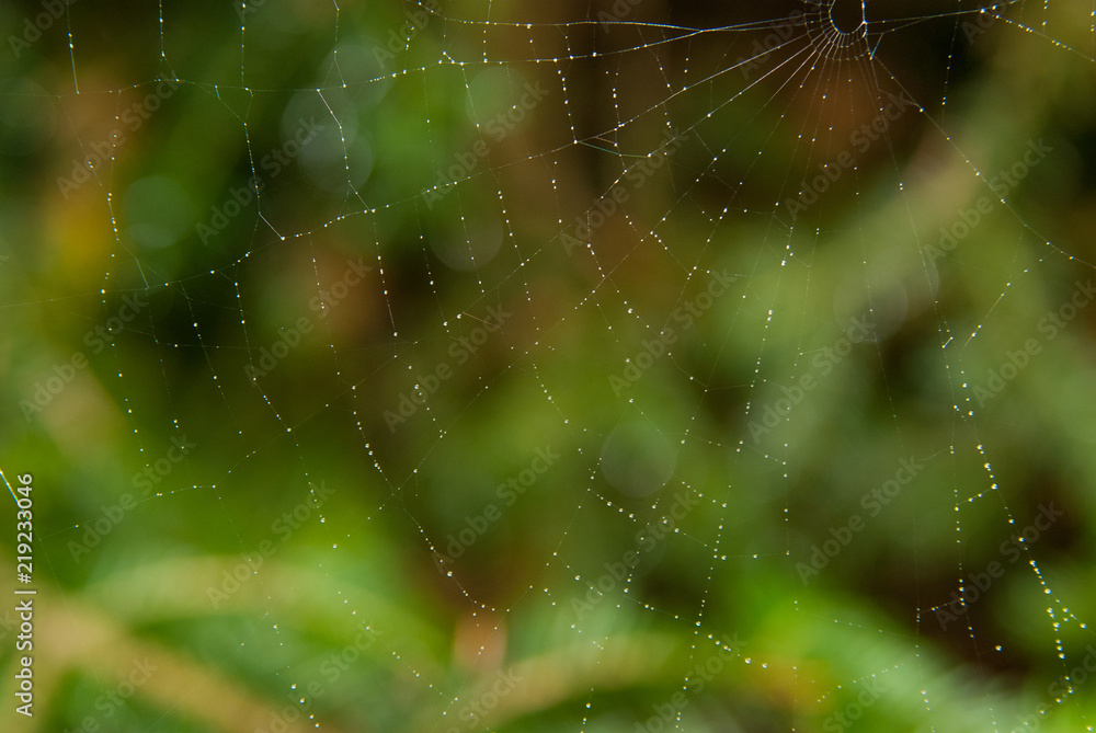 custom made wallpaper toronto digitalweb in morning