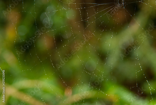 Wallpaper Mural web in morning Torontodigital.ca