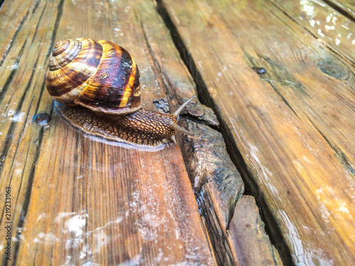 snail large shellfish for dizayna background wallpaper photo