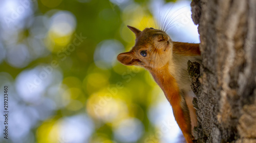 Red squirrel on a tree, with a beautiful bokeh in the background. Low depth of sharpness.