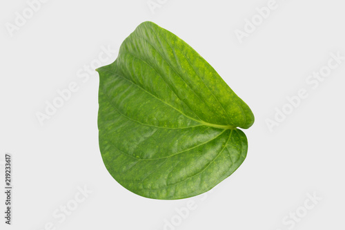 Green betel leaf isolated on the gary background with clipping path.