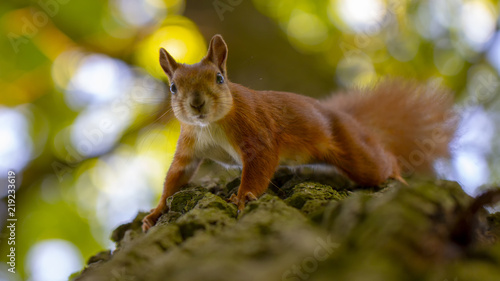 Fotografi Red squirrel on a tree, with a beautiful bokeh in the background