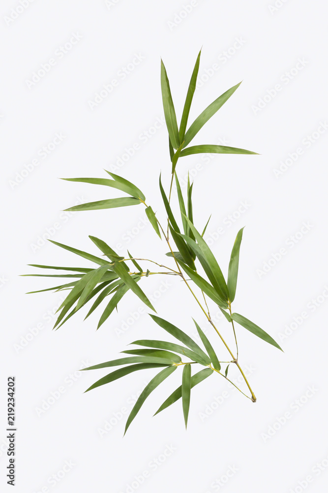 bamboo isolated on gray background with clipping path bamboo isolated on gray background with clipping path