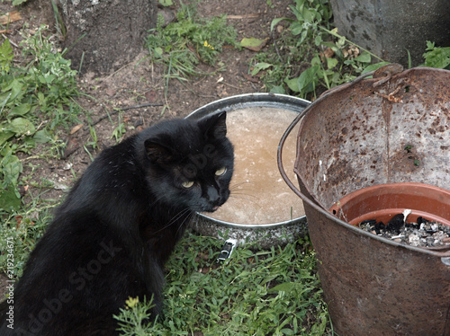 Black Stray Cat