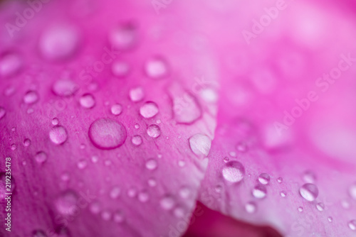 Rain drops on pink petal