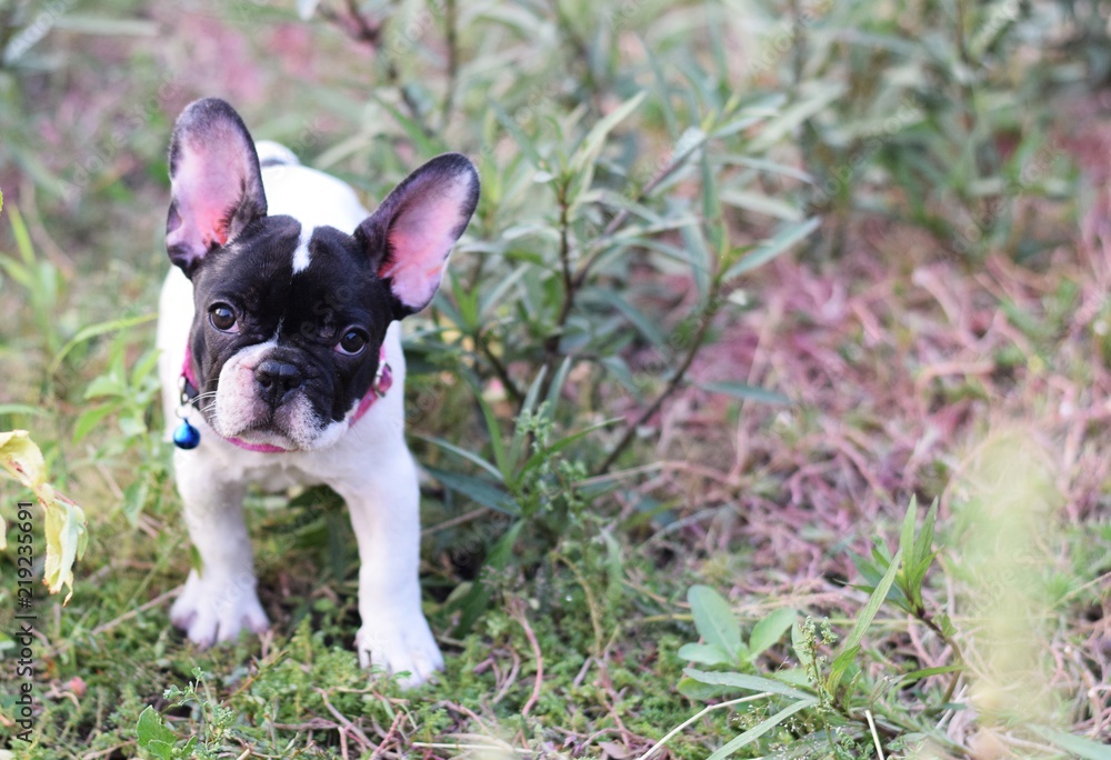 french bulldog puppy looking at camera on green grass background