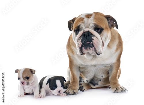 puppy french bulldog and english