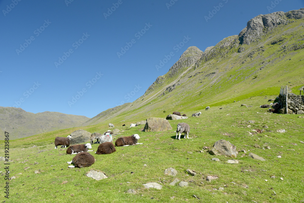 Sheep in Mickleden valley beneath Langdale Pikes, Lake District