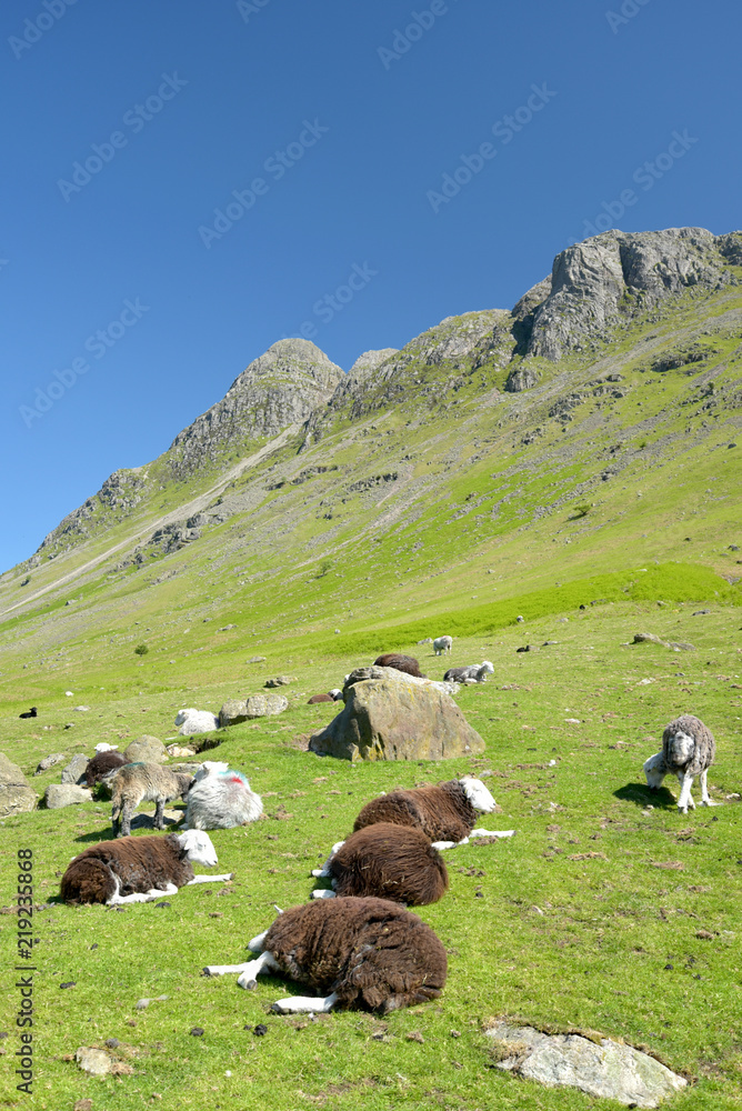 Sheep in Mickleden valley beneath Langdale Pikes, Lake District