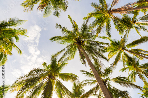 Coconut palm tree uprisen view in island