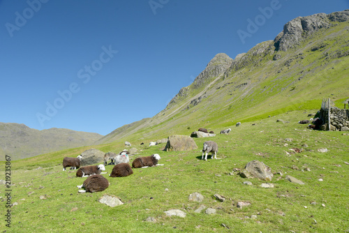 Sheep in Mickleden valley beneath Langdale Pikes, Lake District