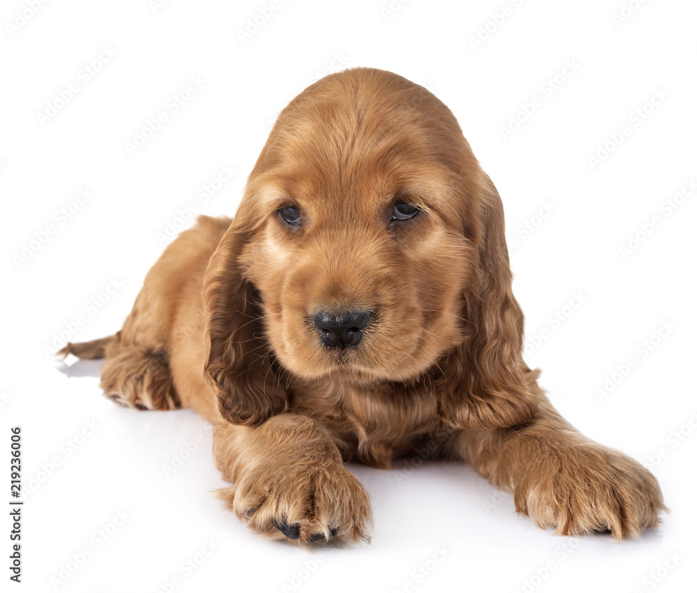 puppy cocker spaniel