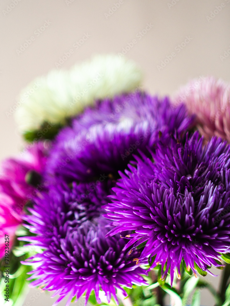Bouquet of colored asters. Autumn flowers. Blurred background. Aster. Bouquet of colored asters. Autumn flowers. Blurred background. Aster.