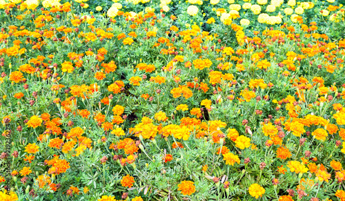MExican merigold garden
