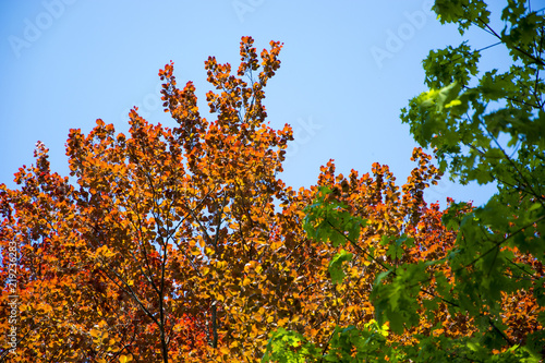 Brown leaves