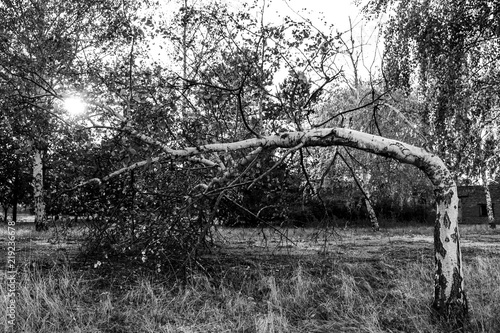 Distorted birch 
