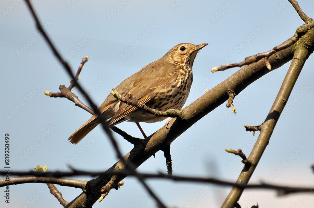 Thrush sitting on a branch of a tree Thrush sitting on a branch of a tree
