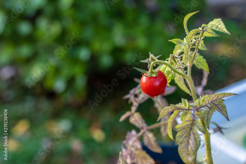 Small red cherry tomato on a shrub in the garden