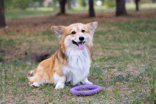 corgi fluffy portrait