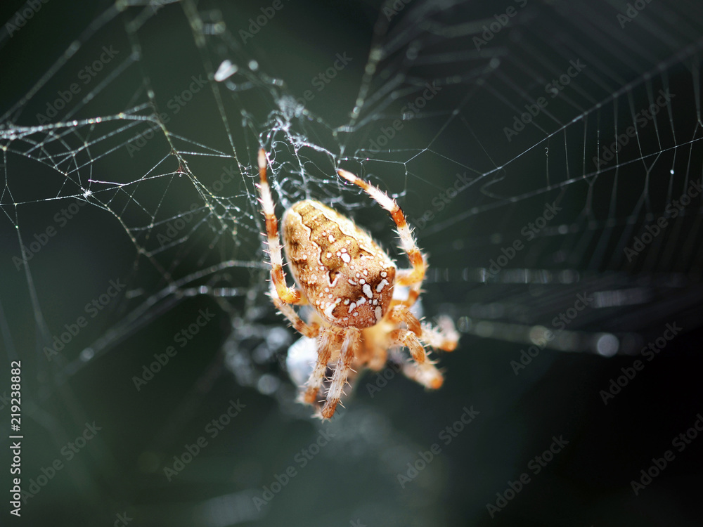 European Cross Spider (Araneus Diadematus) On Web European Cross Spider (Araneus Diadematus) On Web