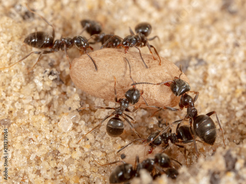 Ants and formic eggs in nature