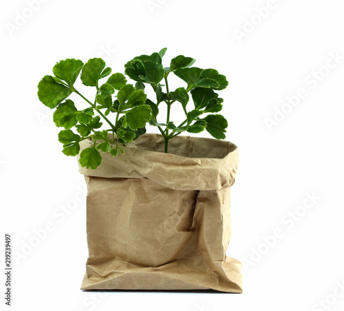 Plant tree in paper pot, Green environment concept. photo