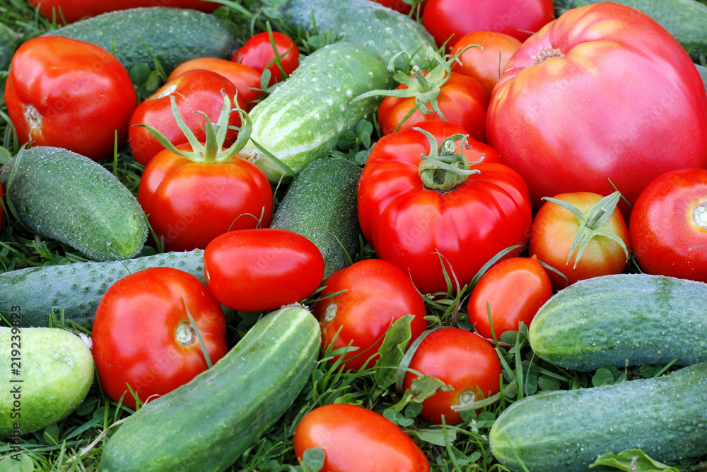 Tomatoes and cucumbers on the grass, top view. Vegetable.